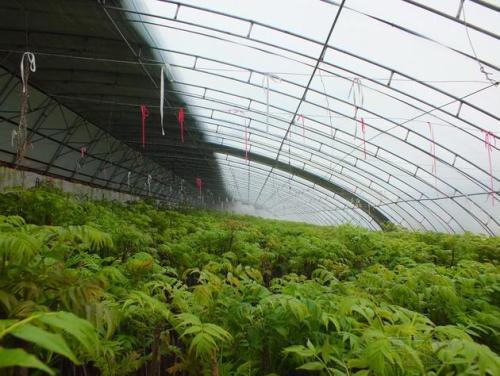 大棚香椿视频,绿色美味尽在掌握